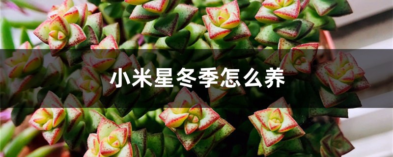小米星冬季怎么养 小米星冬季怎么养