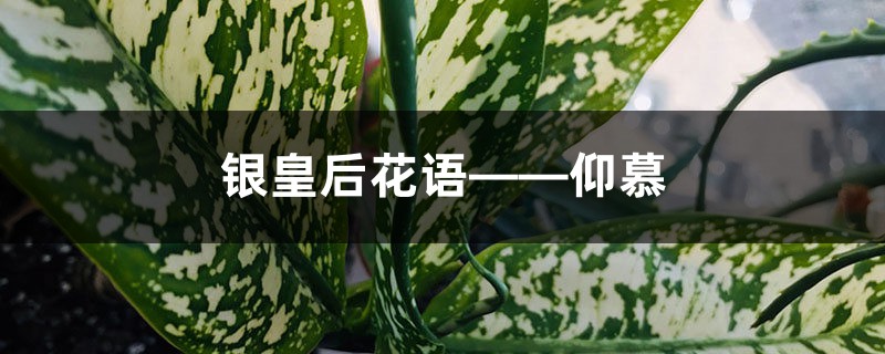 银皇后花语——仰慕 银皇后花语——仰慕