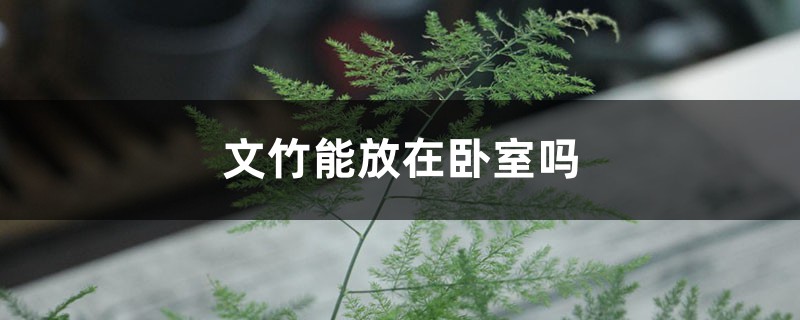文竹能放在卧室吗 文竹能放在卧室吗