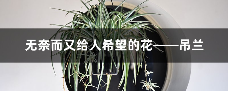 无奈而又给人希望的花——吊兰 无奈而又给人希望的花——吊兰