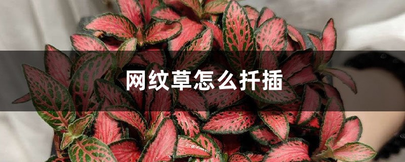 网纹草怎么扦插 网纹草怎么扦插