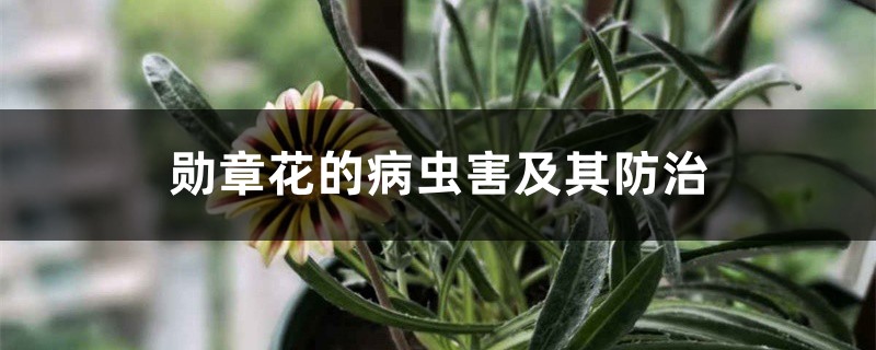 勋章花的病虫害及其防治 勋章花的病虫害及其防治