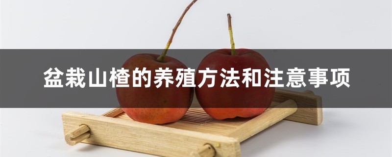 盆栽山楂的养殖方法和注意事项 盆栽山楂的养殖方法和注意事项