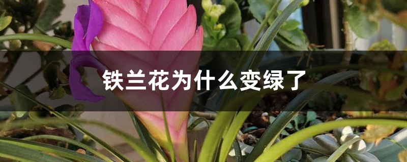 铁兰花为什么变绿了