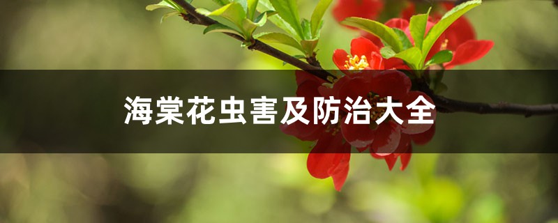 海棠花虫害及防治大全