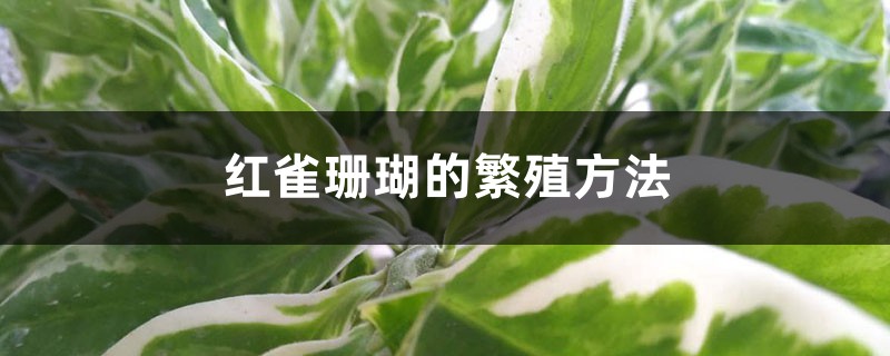 红雀珊瑚的繁殖方法 红雀珊瑚的繁殖方法