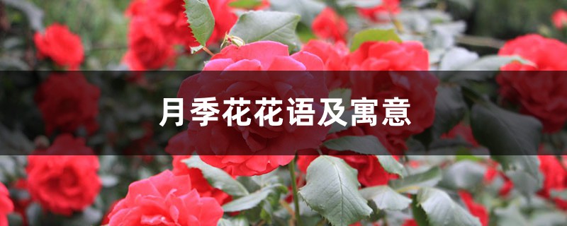 月季的花语和传说 月季的花语和传说