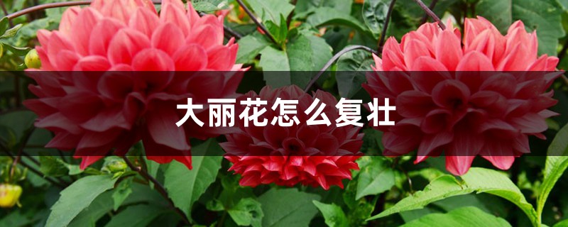 大丽花怎么复壮 大丽花怎么复壮