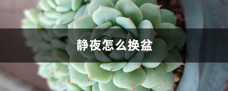 静夜怎么换盆 静夜怎么换盆