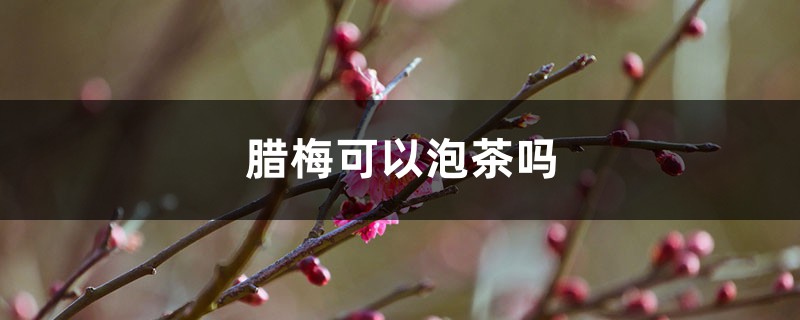 腊梅可以泡茶吗 腊梅可以泡茶吗