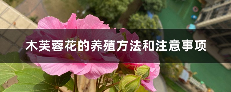木芙蓉花的养殖方法和注意事项 木芙蓉花的养殖方法和注意事项