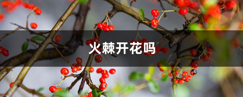 火棘开花吗 火棘开花吗