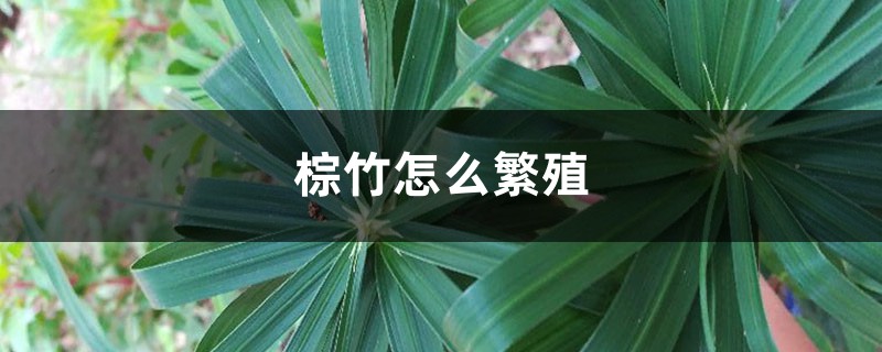 棕竹怎么繁殖 棕竹怎么繁殖