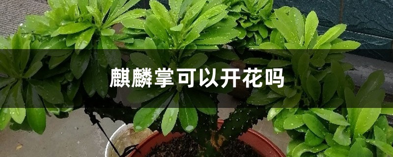 麒麟掌可以开花吗 麒麟掌可以开花吗