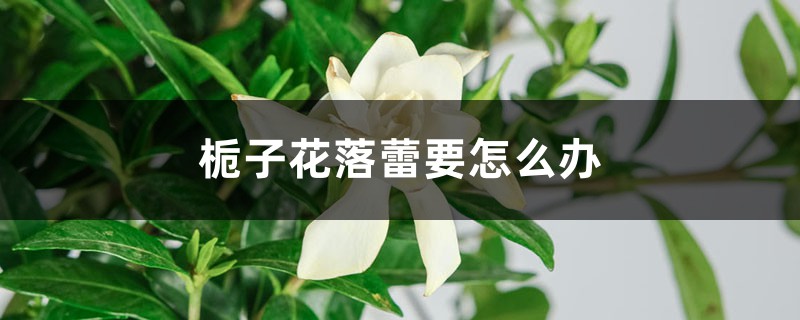 栀子花落蕾要怎么办 栀子花落蕾要怎么办