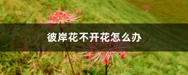 彼岸花不开花怎么办 彼岸花不开花怎么办