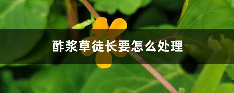 酢浆草徒长要怎么处理 酢浆草徒长要怎么处理