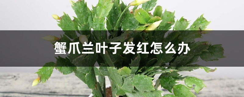 蟹爪兰叶子发红怎么办 蟹爪兰叶子发红怎么办