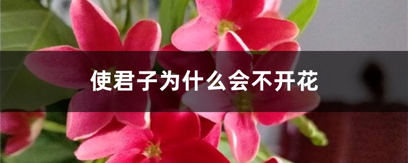 使君子为什么会不开花 使君子为什么会不开花