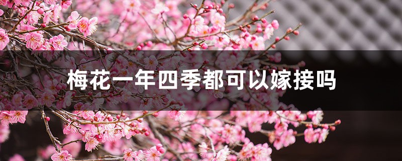 梅花一年四季都可以嫁接吗 梅花一年四季都可以嫁接吗
