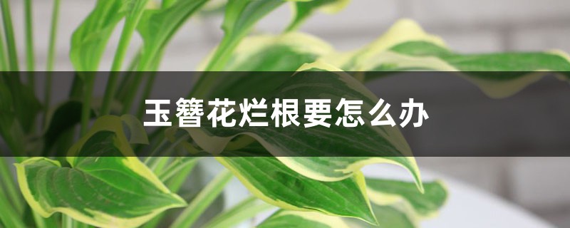 玉簪花烂根要怎么办 玉簪花烂根要怎么办