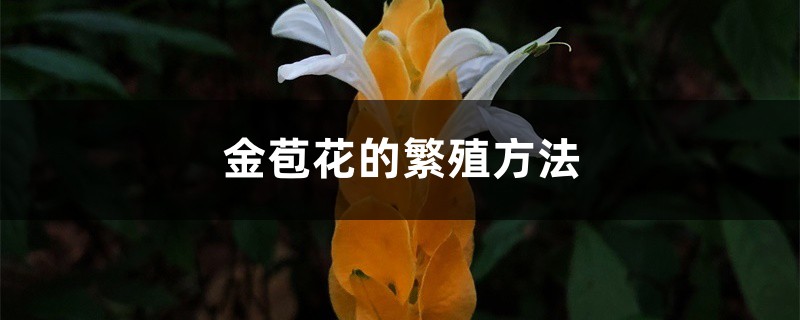 金苞花的繁殖方法 金苞花的繁殖方法