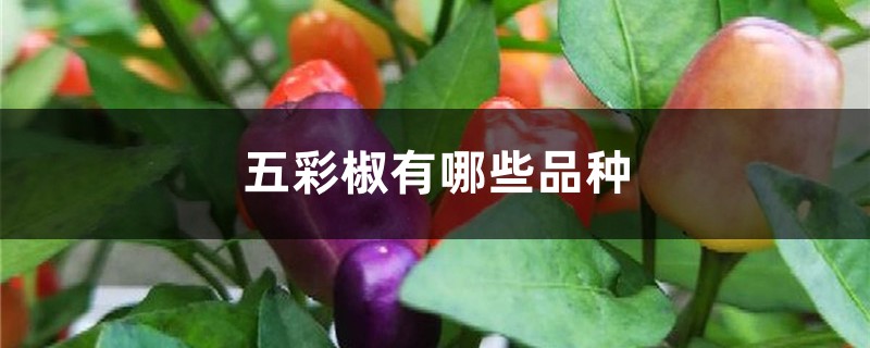 五彩椒有哪些品种 五彩椒有哪些品种