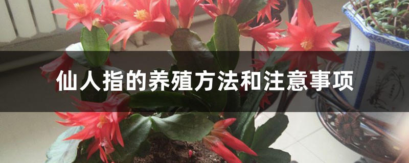 仙人指的养殖方法和注意事项 仙人指的养殖方法和注意事项