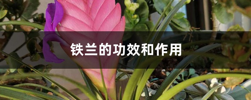 铁兰的功效和作用 铁兰的功效和作用
