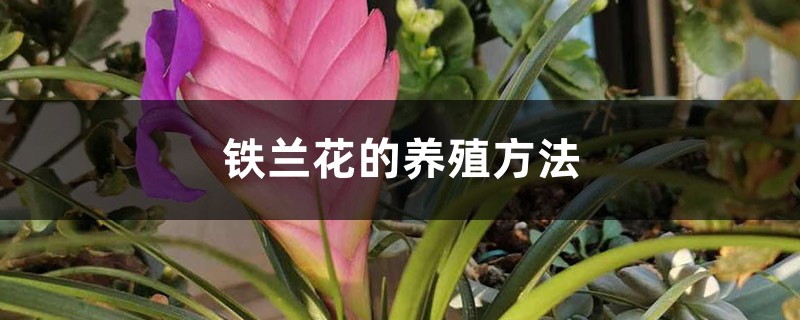 铁兰花的养殖方法 铁兰花的养殖方法