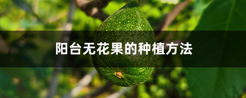 阳台无花果的种植方法