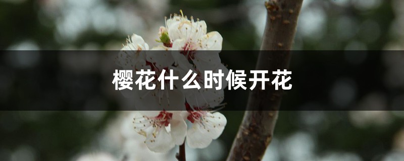 樱花什么时候开花 樱花什么时候开花