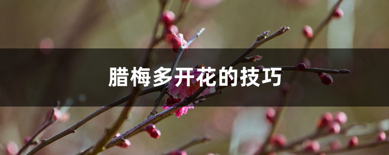 腊梅多开花的技巧 腊梅多开花的技巧