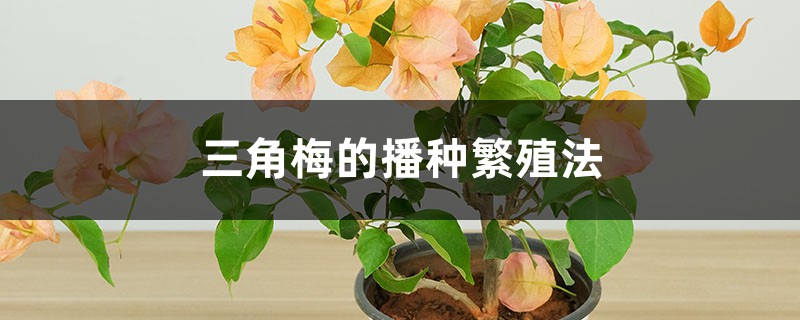 三角梅的播种繁殖法 三角梅的播种繁殖法
