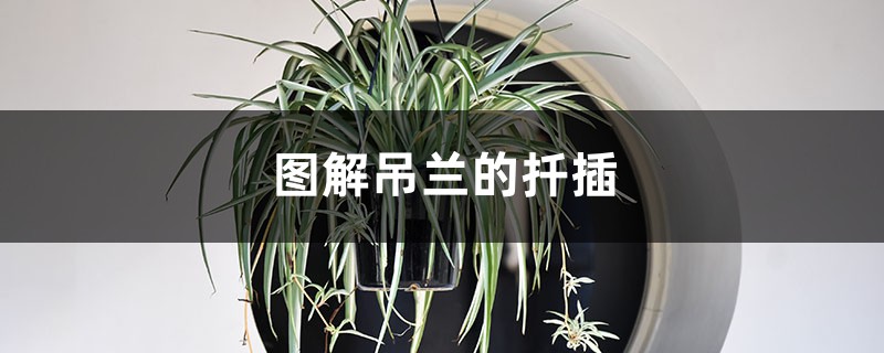 图解吊兰的扦插 图解吊兰的扦插