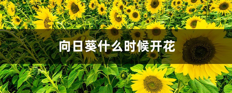 向日葵什么时候开花