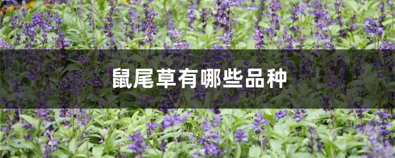 鼠尾草有哪些品种 鼠尾草有哪些品种