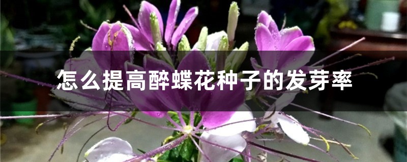 怎么提高醉蝶花种子的发芽率 怎么提高醉蝶花种子的发芽率