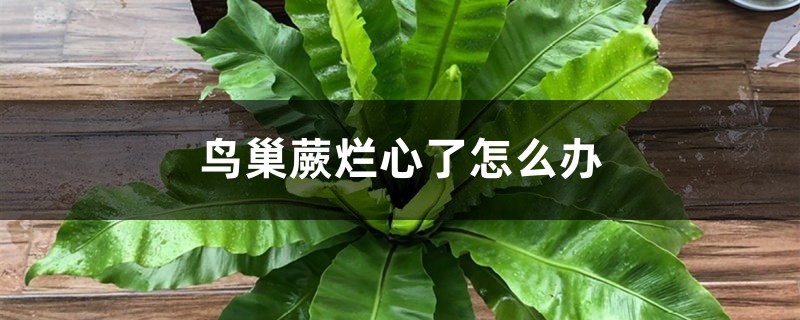 鸟巢蕨烂心了怎么办 鸟巢蕨烂心了怎么办