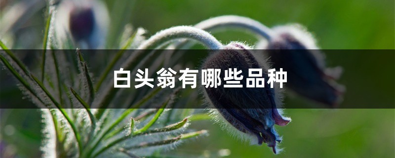 白头翁有哪些品种 白头翁有哪些品种