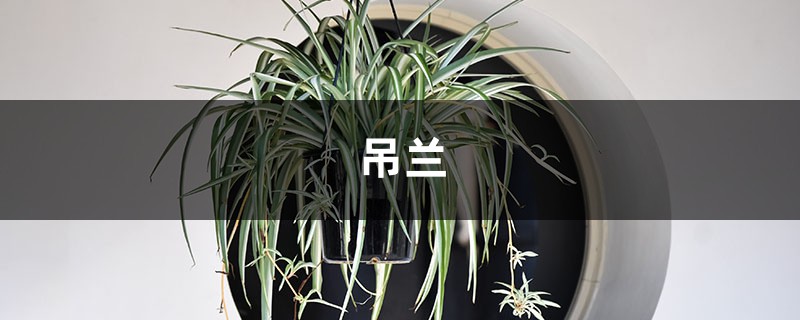 吊兰扦插视频：吊兰扦插的简单方法，一盆变十盆
