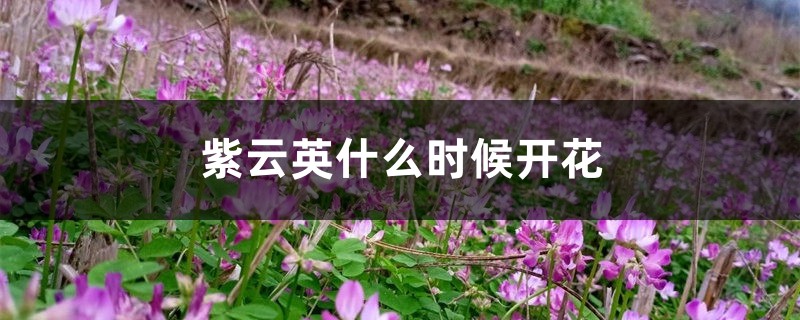 紫云英什么时候开花 紫云英什么时候开花