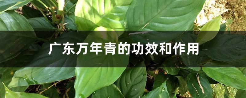 广东万年青的功效和作用 广东万年青的功效和作用