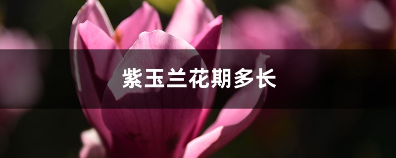 紫玉兰花期多长