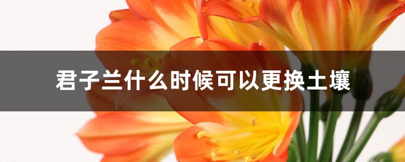 君子兰什么时候可以更换土壤