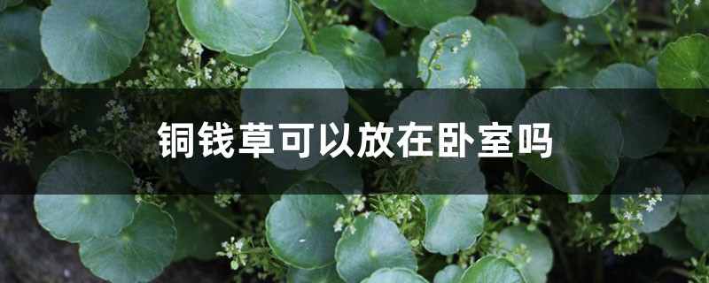 铜钱草可以放在卧室吗 铜钱草可以放在卧室吗