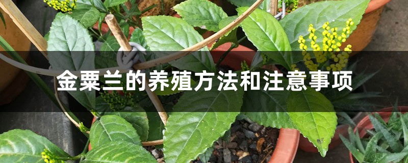 金粟兰的养殖方法和注意事项 金粟兰的养殖方法和注意事项