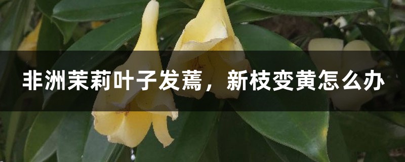 非洲茉莉叶子发蔫,新枝变黄怎么办 非洲茉莉叶子发蔫,新枝变黄怎么办