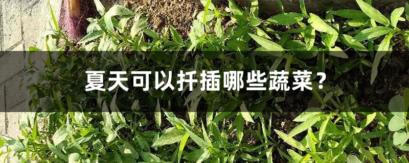 夏天可以扦插哪些蔬菜? 夏天可以扦插哪些蔬菜?