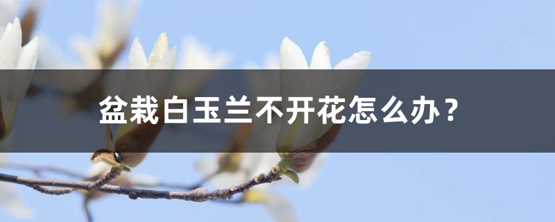 盆栽白玉兰不开花怎么办? 盆栽白玉兰不开花怎么办?